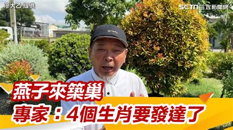 家裡有燕子|燕子築巢＝風水寶地 民俗專家：這「4個生肖」準備在。